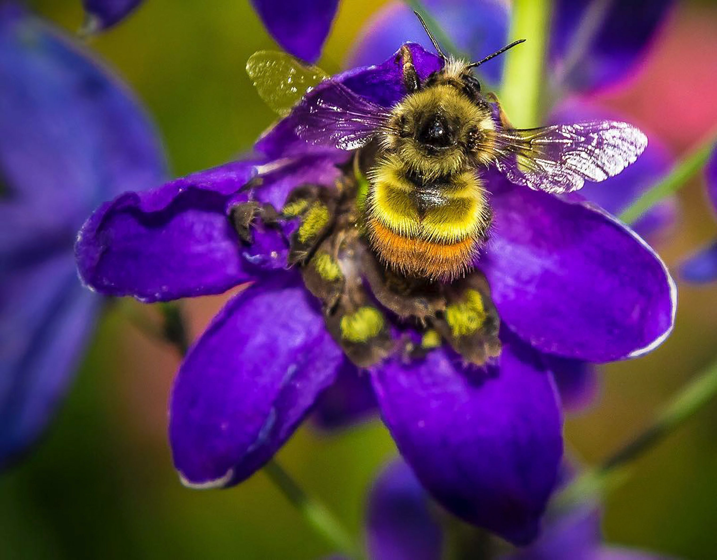 Gegen Bienensterben
